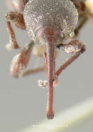 Image of <i>Smicronyx scapalis</i>