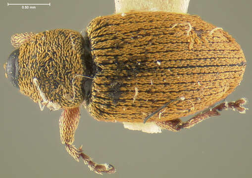 Image of Red Sunflower Seed Weevil