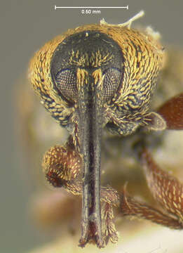 Image of Red Sunflower Seed Weevil