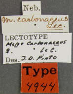 Image of Meloe (Meloe) carbonaceus Le Conte 1866