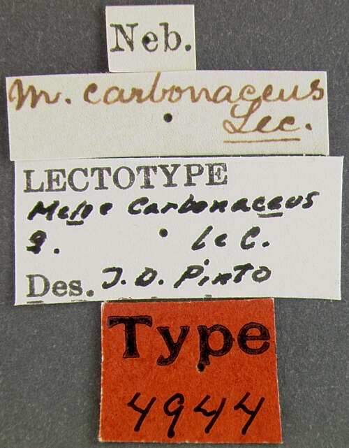 Image of Meloe (Meloe) carbonaceus Le Conte 1866