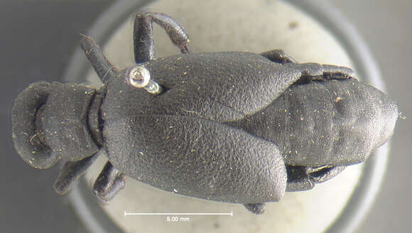 Image of Black Meloe