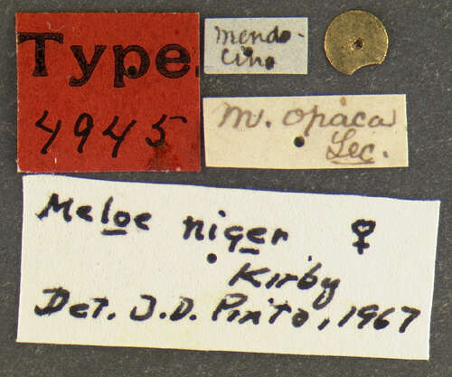 Image of Meloe (Meloe) niger Kirby 1837