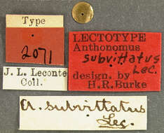 Image of Anthonomus subvittatus Le Conte & J. L. 1876