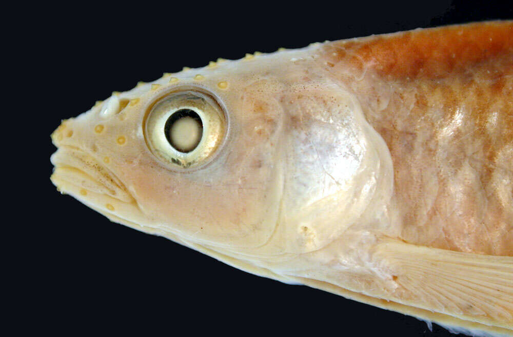 Image of Greenfin shiner