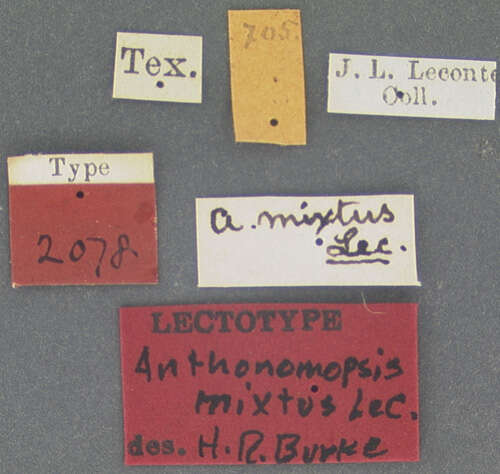 Plancia ëd Anthonomopsis mixtus Dietz 1891