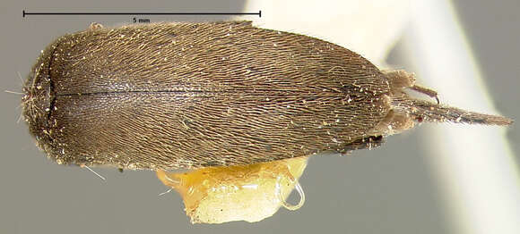 Plancia ëd Mordellina floridensis (Smith 1882)