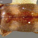 Image of Notoxus bifasciatus (Le Conte 1847)