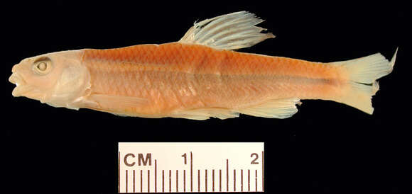 Image of Ocmulgee shiner