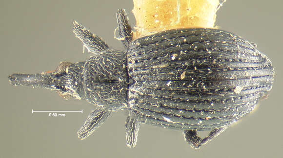 Image of <i>Apion cavifrons</i>