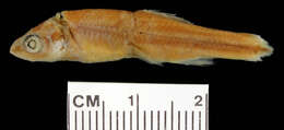 Imagem de Notropis lutipinnis (Jordan & Brayton 1878)