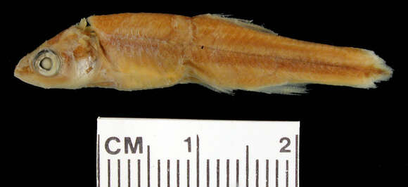 Sivun Notropis lutipinnis (Jordan & Brayton 1878) kuva