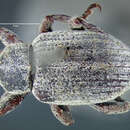 Image of Clover leaf weevil