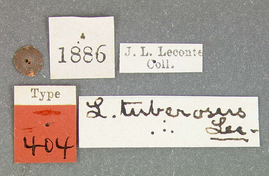 Image of Listronotus tuberosus Le Conte & J. L. 1876