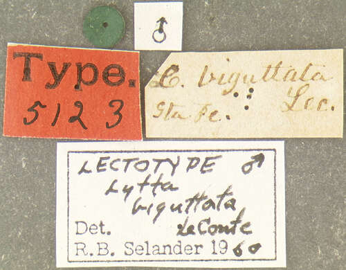 Image of Lytta (Paralytta) biguttata Le Conte 1853