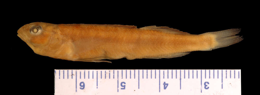 Image of Gilt Darter