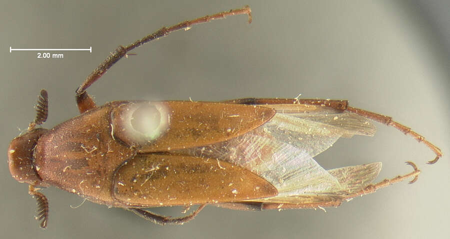 Image of Rhipiphoridae