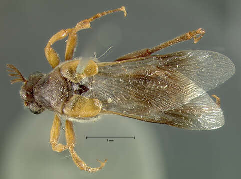 Image of Ripiphorus luteipennis Le Conte 1865