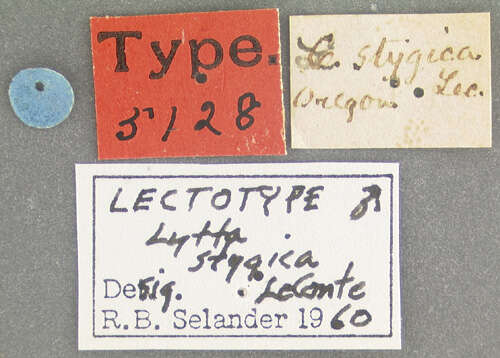 Image of Lytta (Poreopasta) stygica (Le Conte 1851)