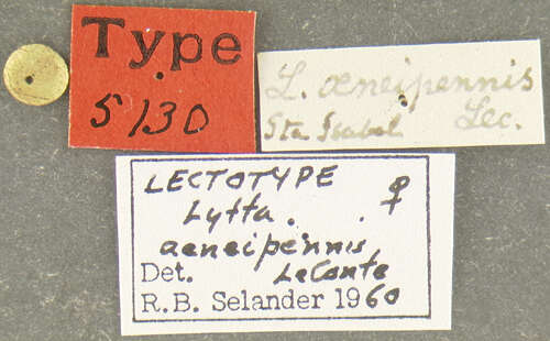 Image of Lytta (Poreopasta) aeneipennis (Le Conte 1851)