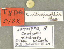 Image of Lytta (Paralytta) nitidicollis (Le Conte 1851)