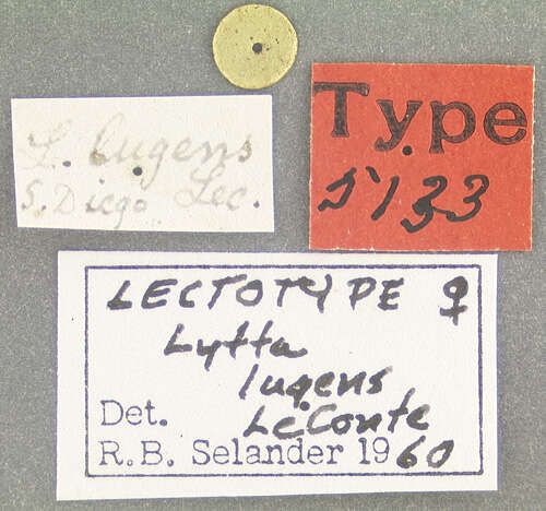 Image of Lytta (Poreopasta) lugens (Le Conte 1851)