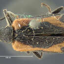 Image of <i>Calospasta elegans</i>