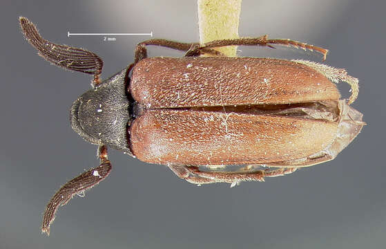 Image of Ptilophorus