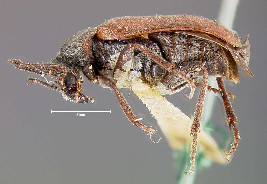 Image of Ptilophorus wrightii (Le Conte 1868)