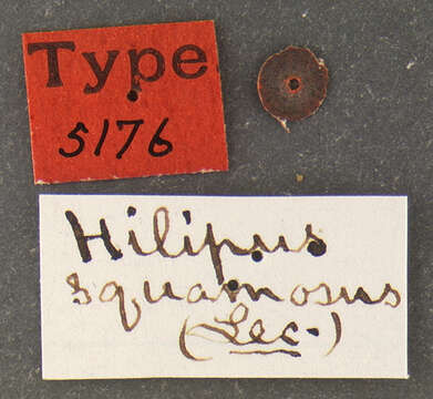 Image of Heilipus squamosus Boheman 1835