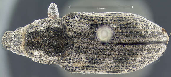 Image of Apleurus lutulentus Anderson 1987