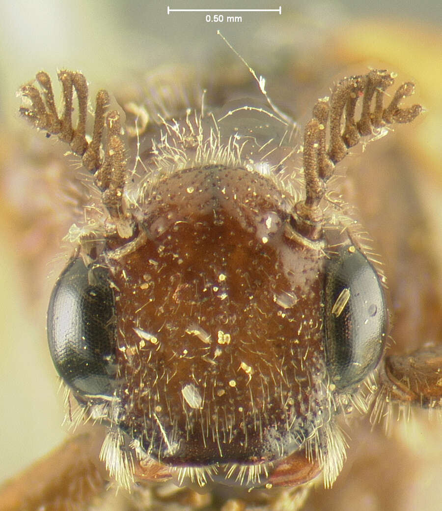 Image of Ripiphorus nevadicus (Le Conte 1880)