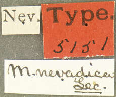 Image of Ripiphorus nevadicus (Le Conte 1880)