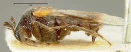 Image of ripiphorid beetles