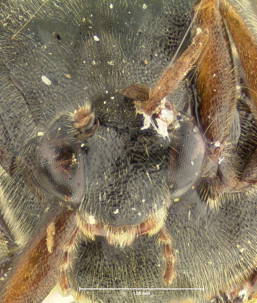 Ripiphorus schwarzi (Le Conte 1880) resmi