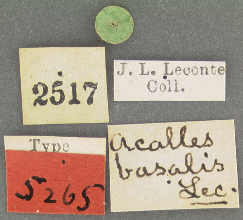 Image of Acalles basalis Le Conte 1876