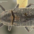 Image of Knotweed Weevil