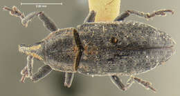 Image of Knotweed Weevil