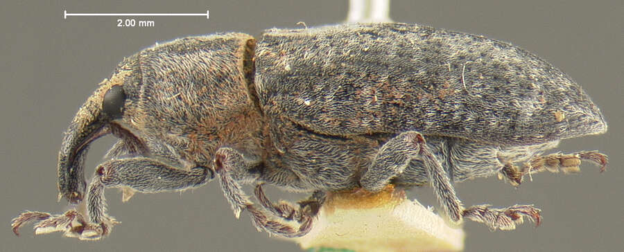 Image of Knotweed Weevil