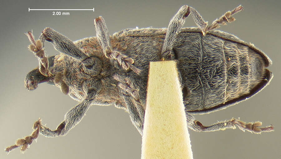 Image of Knotweed Weevil