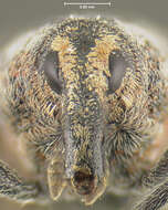 Image of Knotweed Weevil