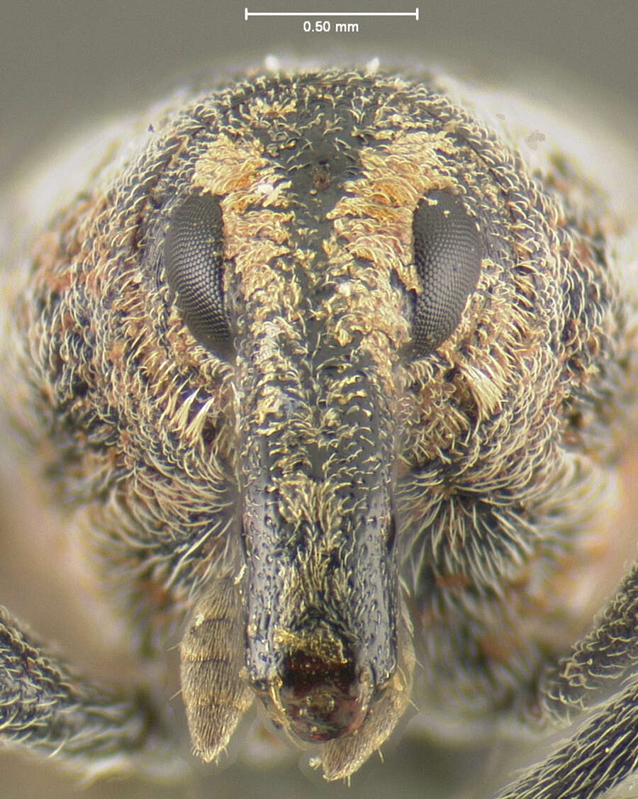 Image of Knotweed Weevil