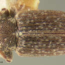 Image of Tychius intermixtus Hatch 1972