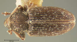 Image of Tychius intermixtus Hatch 1972