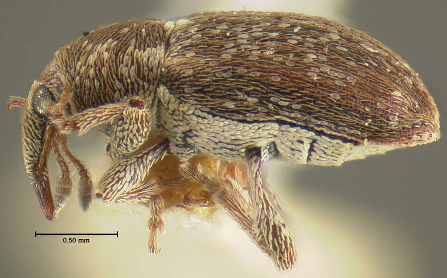 Image of Tychius intermixtus Hatch 1972