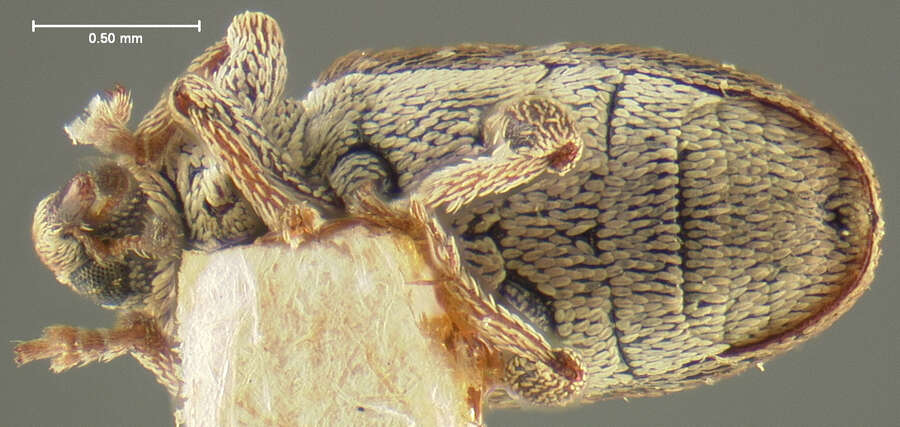 Image of Tychius intermixtus Hatch 1972