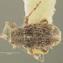 Image of Sibinia setosa Clark 1978