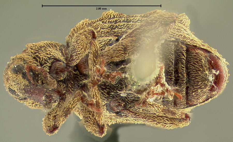 Image of Lobosoma horridum Buchanan 1936