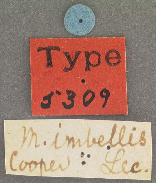 Image of Magdalis imbellis Le Conte & J. L. 1857