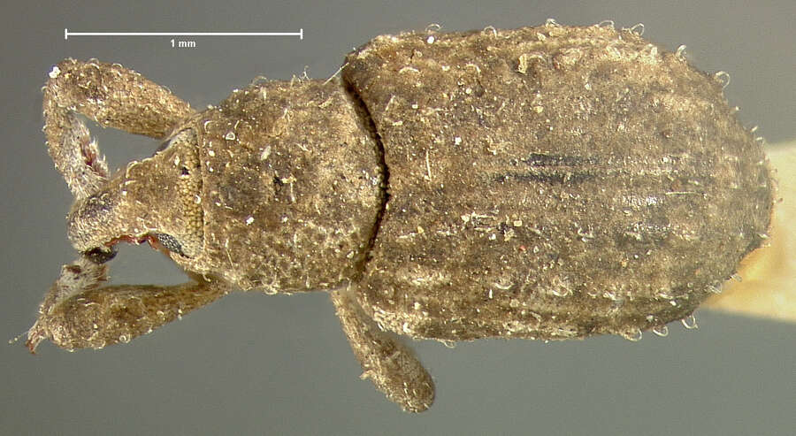 Image of brachycerids